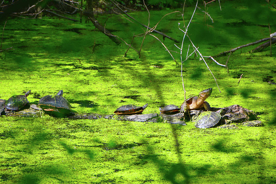 Many Turtles Along the Appalachian Trail Photograph by Raymond Salani III