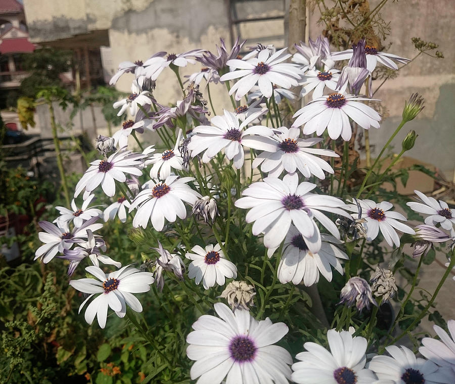 Many white Daisy flowers looking beautiful  Photograph by Ashish Agarwal