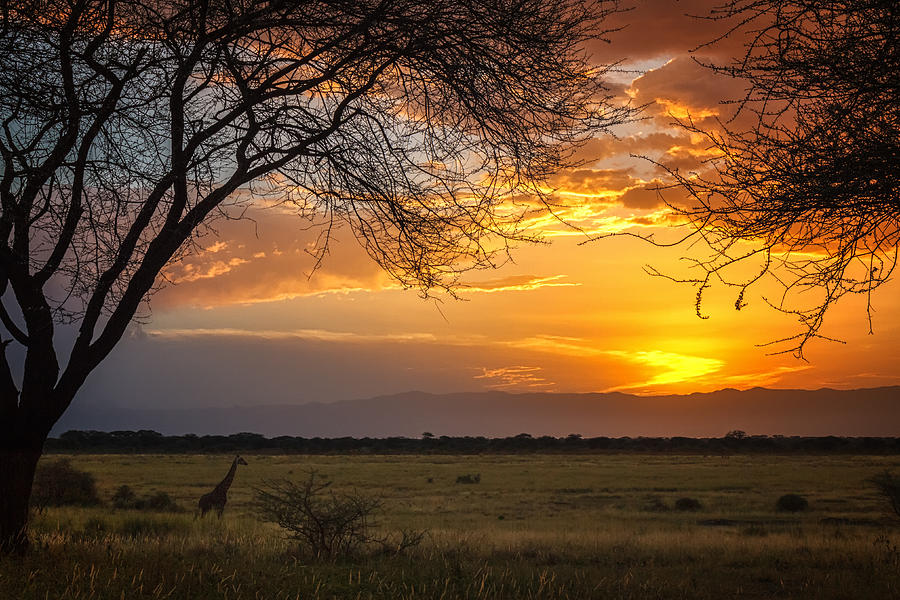 Manyara Ranch Sunset Photograph by Sylvia J Zarco