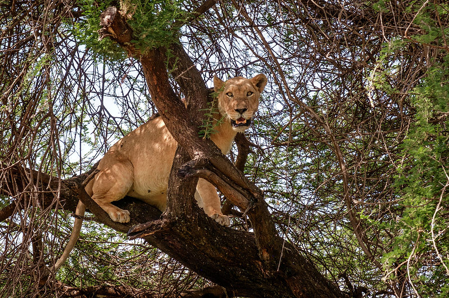 Manyara Tree Climbing Lion Photograph by Mary Lee Dereske