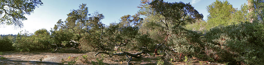 Manzanita and Oaks Photograph by Larry Darnell