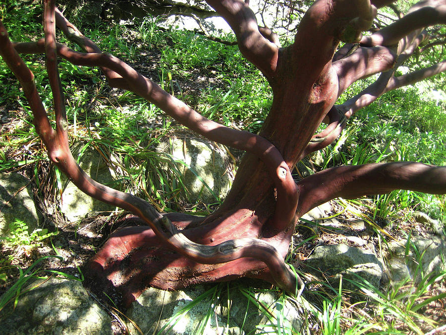 Manzanita beauty Photograph by Andrea Freeman - Fine Art America