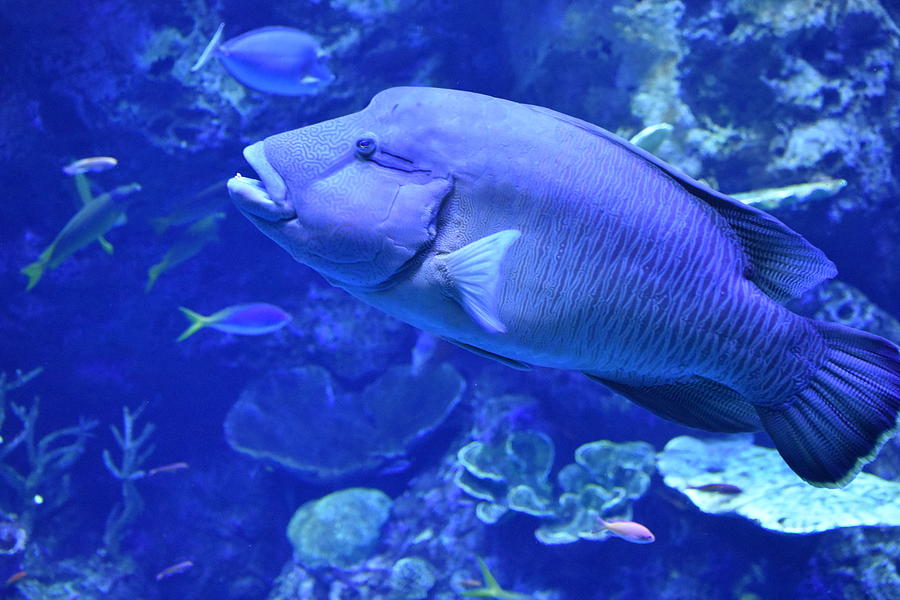 Maori Wrasse Photograph By Jordan Glen - Fine Art America