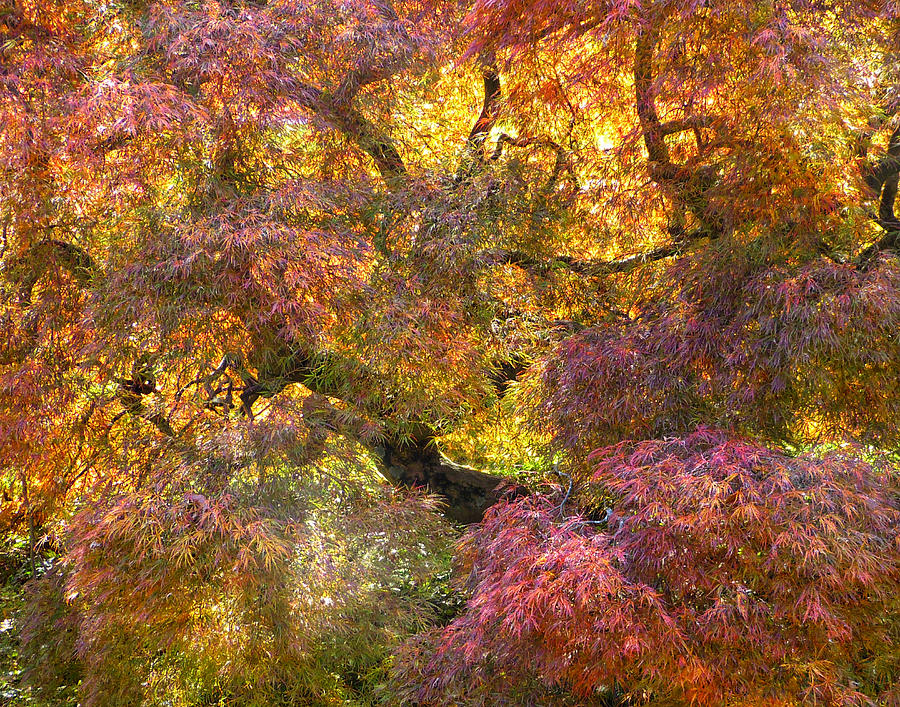 Maple Ablaze in the Sun by Lois Johnson Maple Ablaze in the Sun by Lois Johnson
