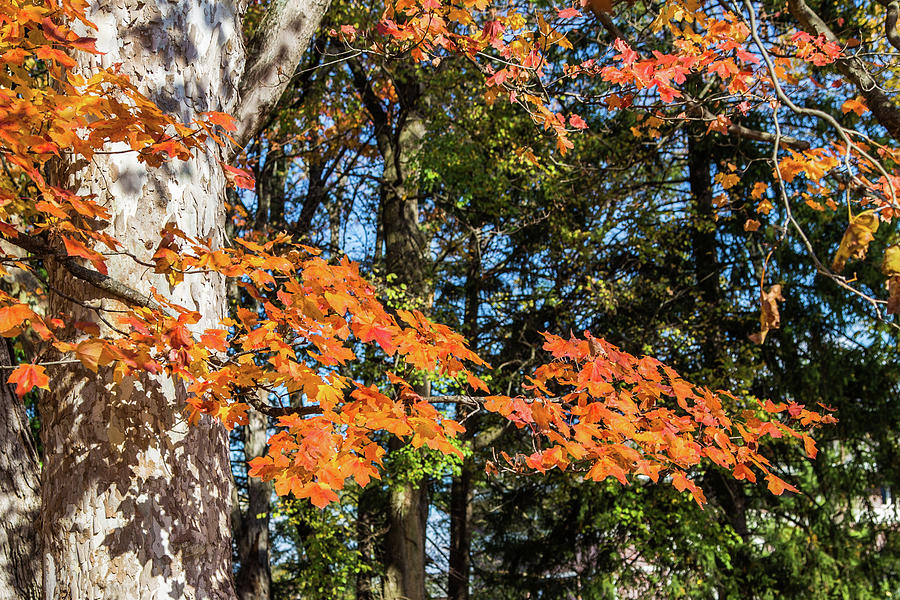 Maple and Evergreen Photograph by Lisa Lemmons-Powers