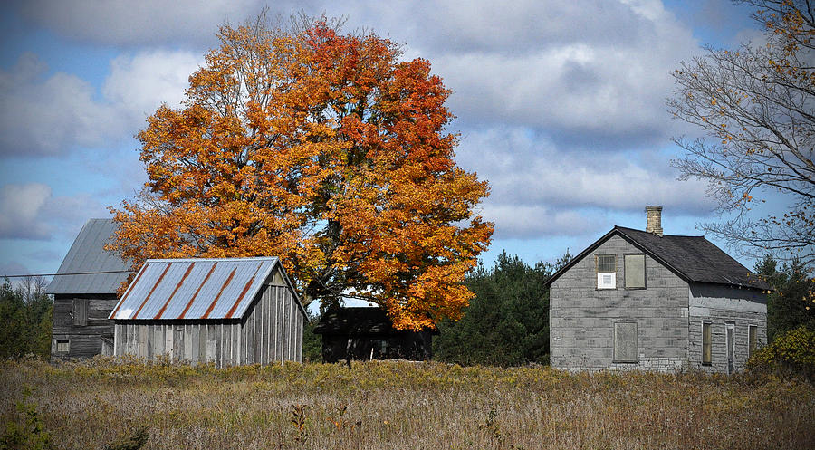 Maple and Rust Photograph by Tim Nyberg