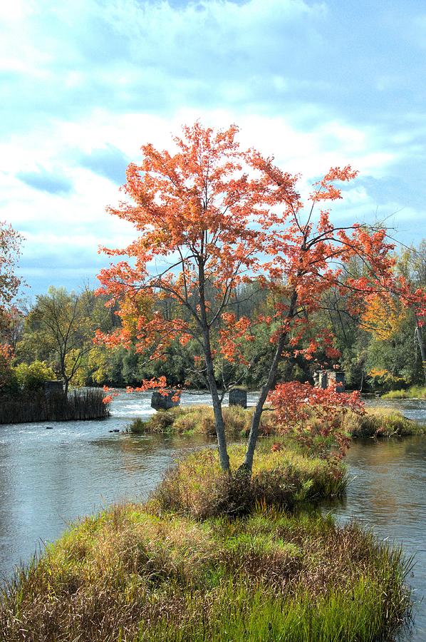 Tree Photograph - Maple at Andrewsville Bridge 2 by Valerie Kirkwood