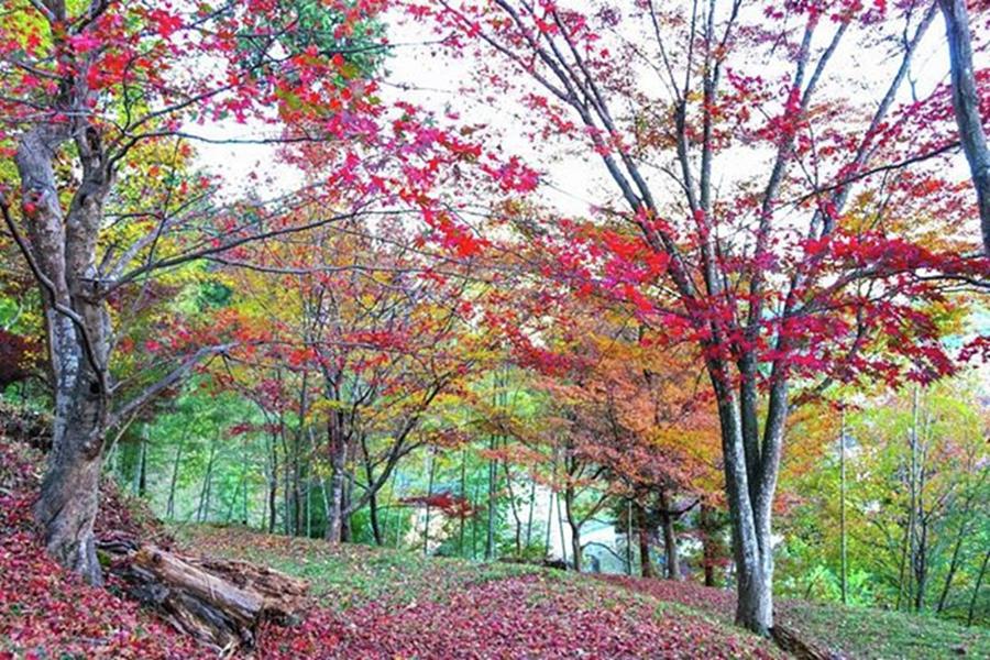Fall Photograph - #maple #autumnleaves #autumn #nikon by Tanaka Daisuke