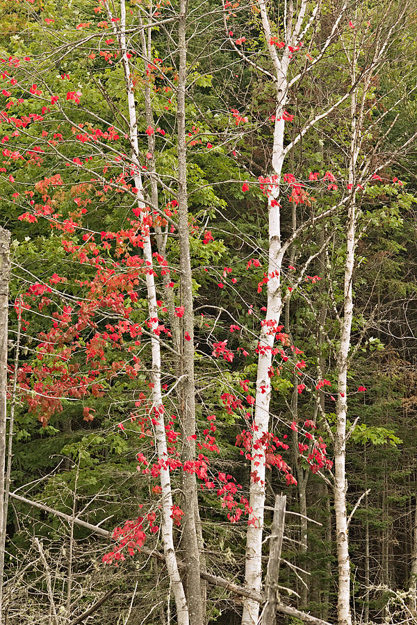Maple Birch Photograph by Peter J Sucy
