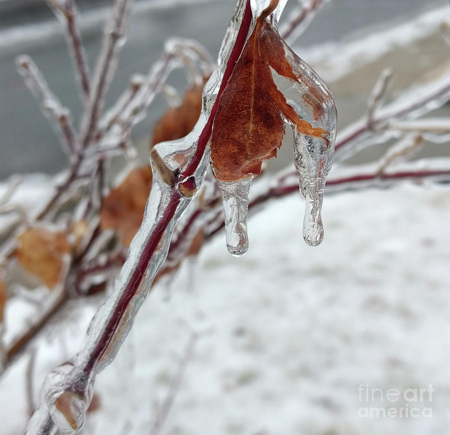 Trees Photograph - Maple Christmas by Steven Digman Trees Photograph - Maple Christmas by Steven Digman