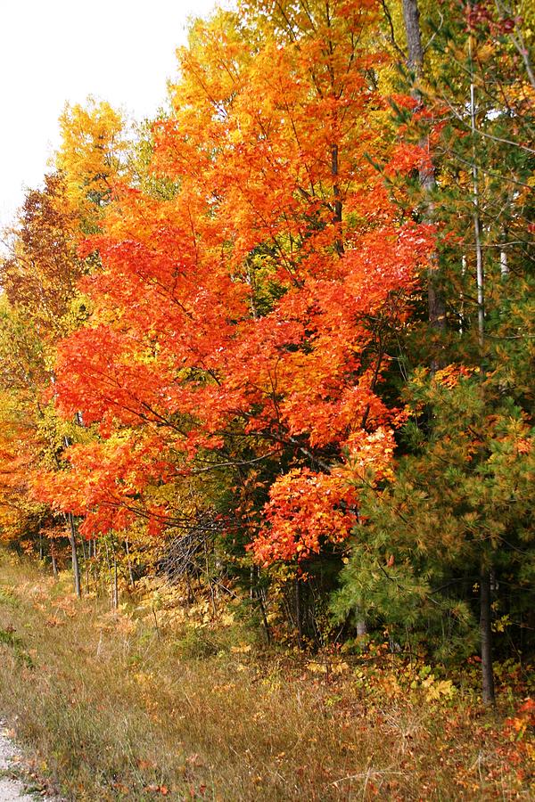 Maple Fire Photograph by Joni Strickfaden - Fine Art America