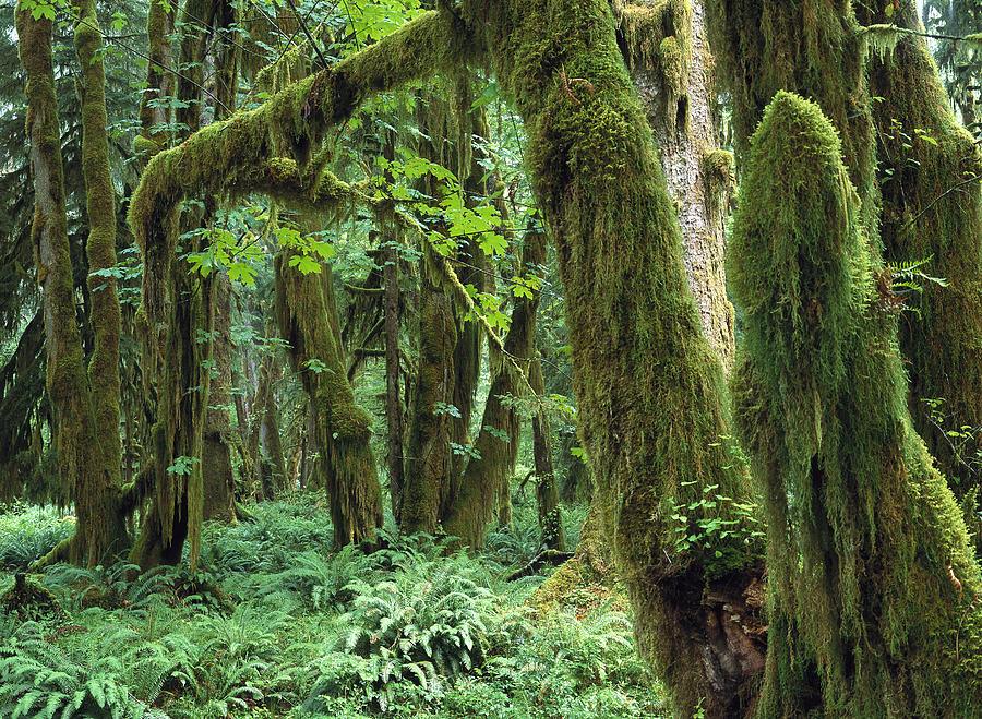 Maple Glade, Quinault Rainforest Photograph by Tim Fitzharris Maple Glade, Quinault Rainforest Photograph by Tim Fitzharris