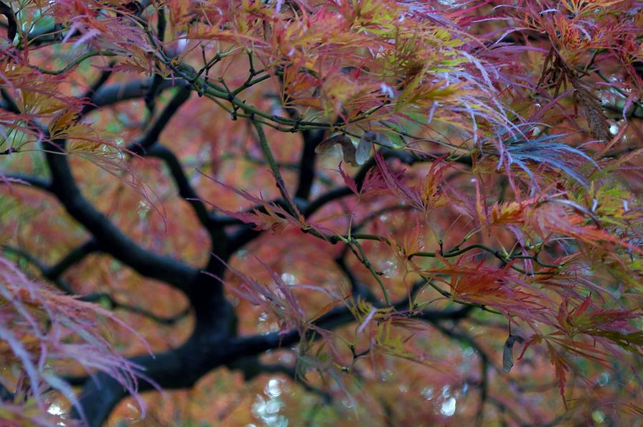 Fall Photograph - Maple Beauty by Emerita Wheeling