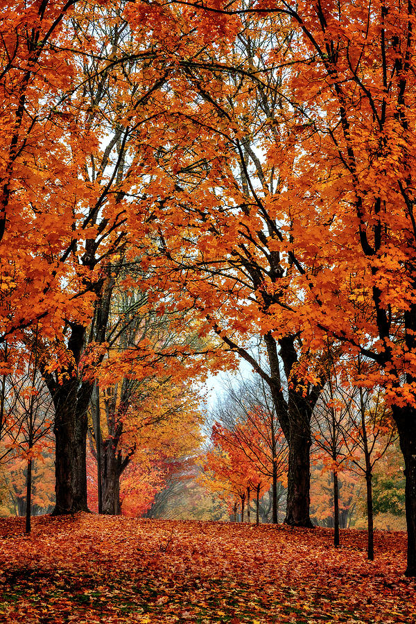 Fall Photograph - Maple Grove by Wes and Dotty Weber