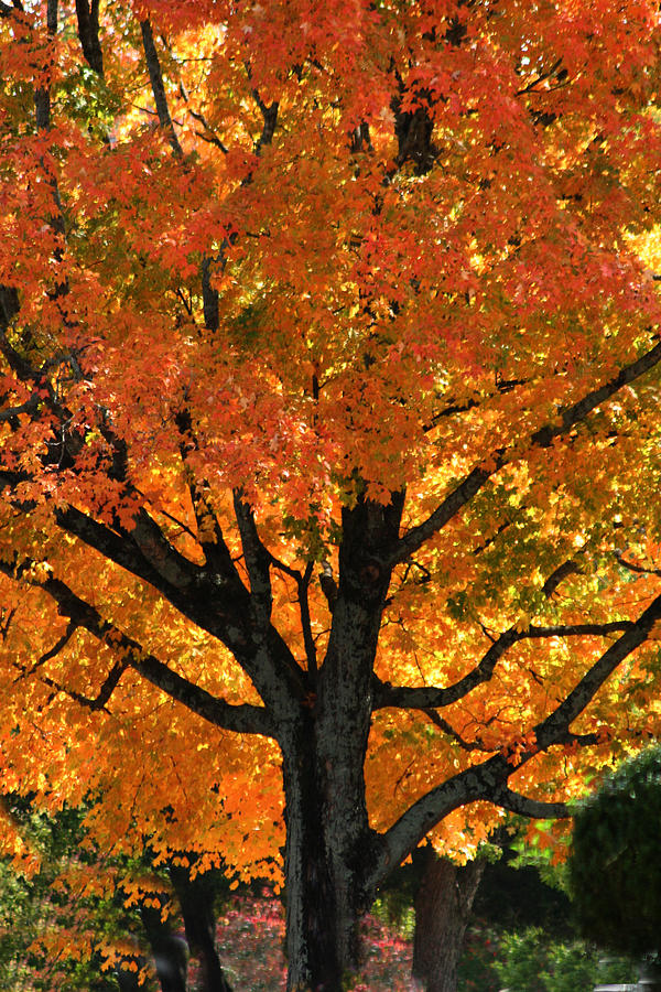 Maple Hill Maple in Autumn Photograph by Lesa Fine