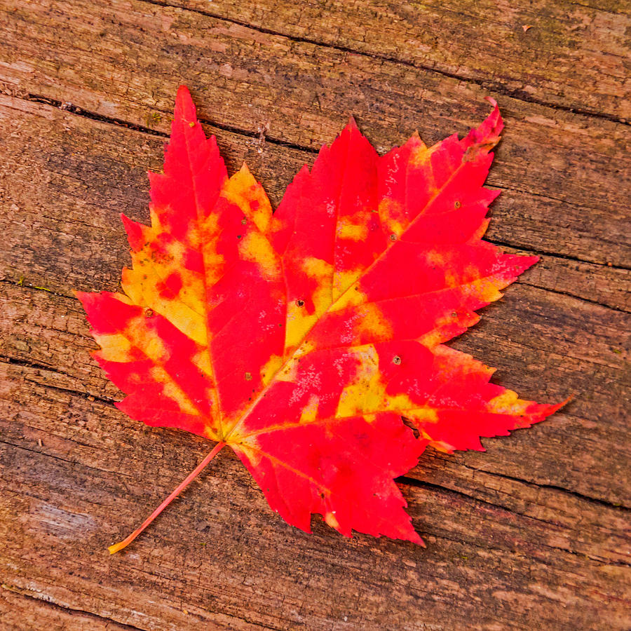 Maple Leaf 1 Photograph by Lonnie Paulson