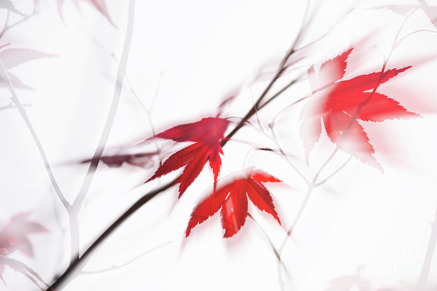Tree Photograph - Red Maple Leaves Abstract 1 by Natalie Kinnear
