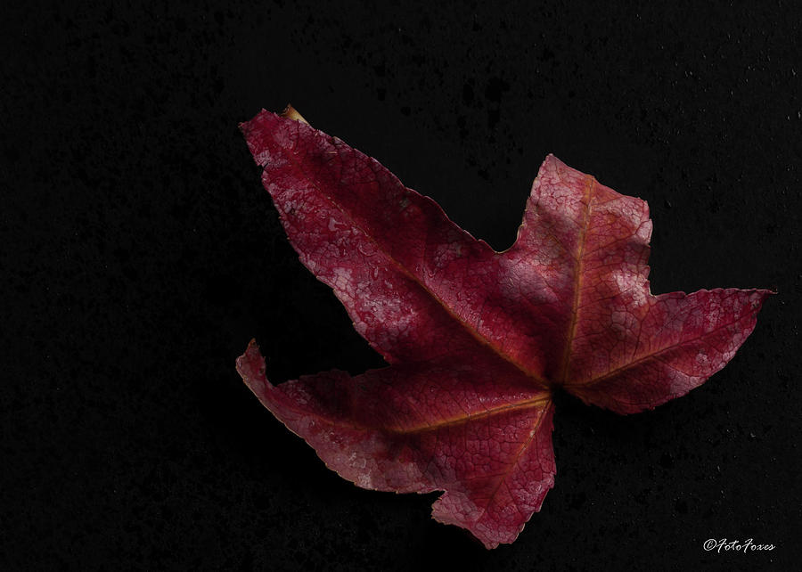 Maple Leaf Photograph by Alexander Fedin