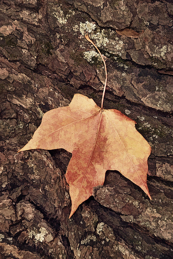 Maple Leaf and Bark Photograph by Leda Robertson