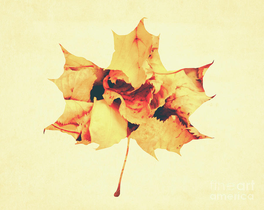 Maple Leaf Photograph by Andrea Anderegg