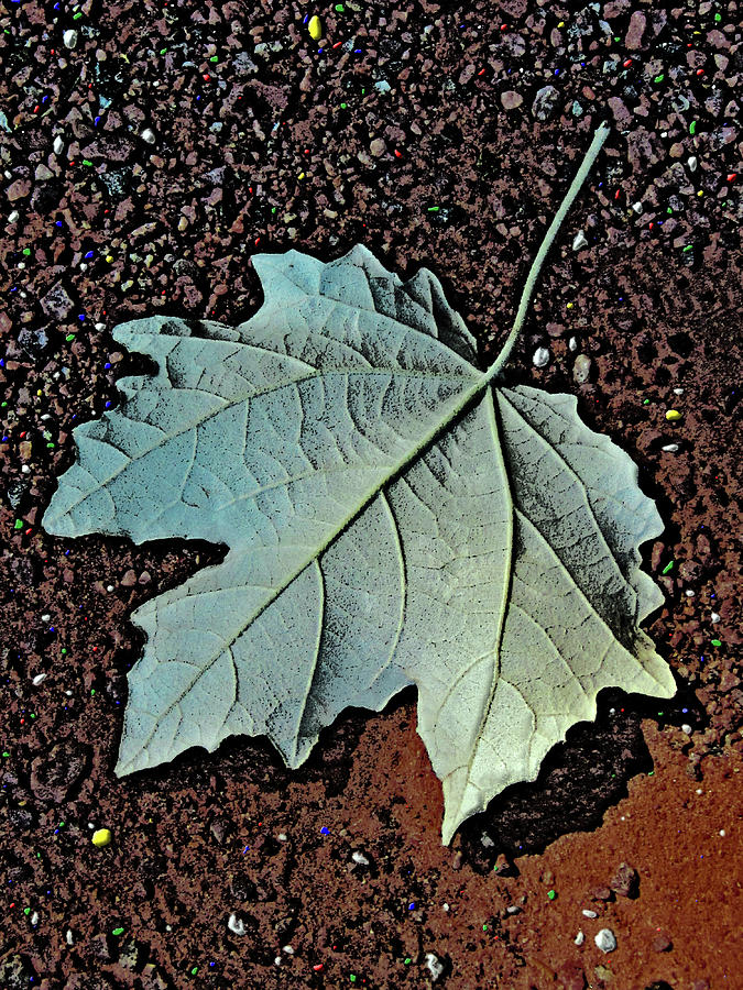 Moscow Photograph - Maple leaf.  by Andy i Za