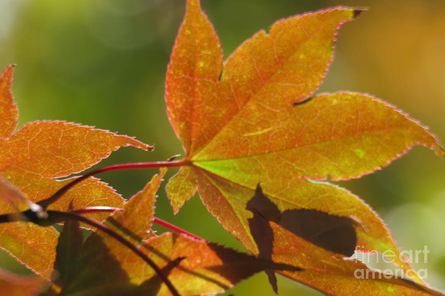 Maple Leaf Photograph by Anita Adams