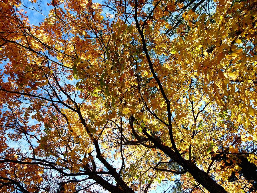 Maple Leaf Canopy Photograph by Will Borden