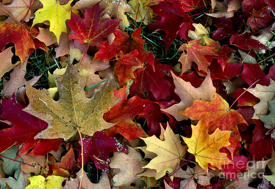 Maple Leaf Colors Photograph by William Kuta