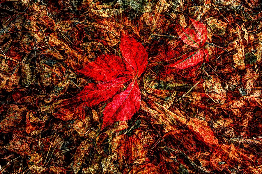 Maple leaf Photograph by David Matthews