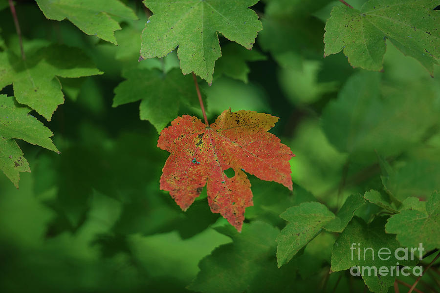 Maple Leaf Fall Color in Charleston South Carolina Photograph by Dale Powell