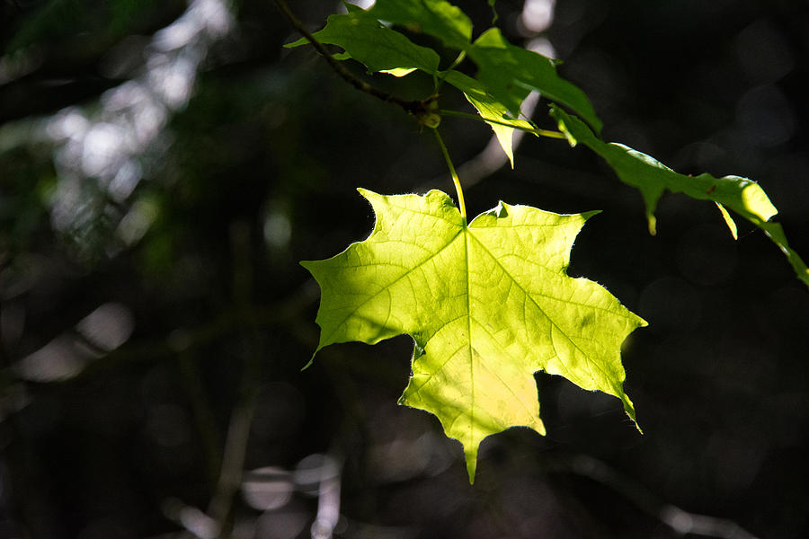 Maple Leaf Glow Photograph by Ed McDermott