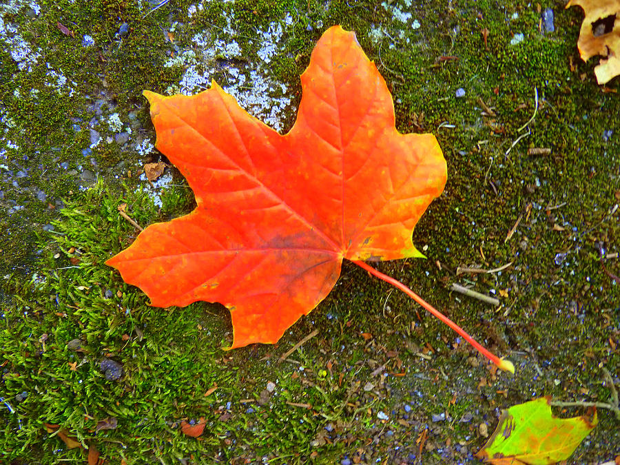 Maple Leaf Photograph by Gordon James