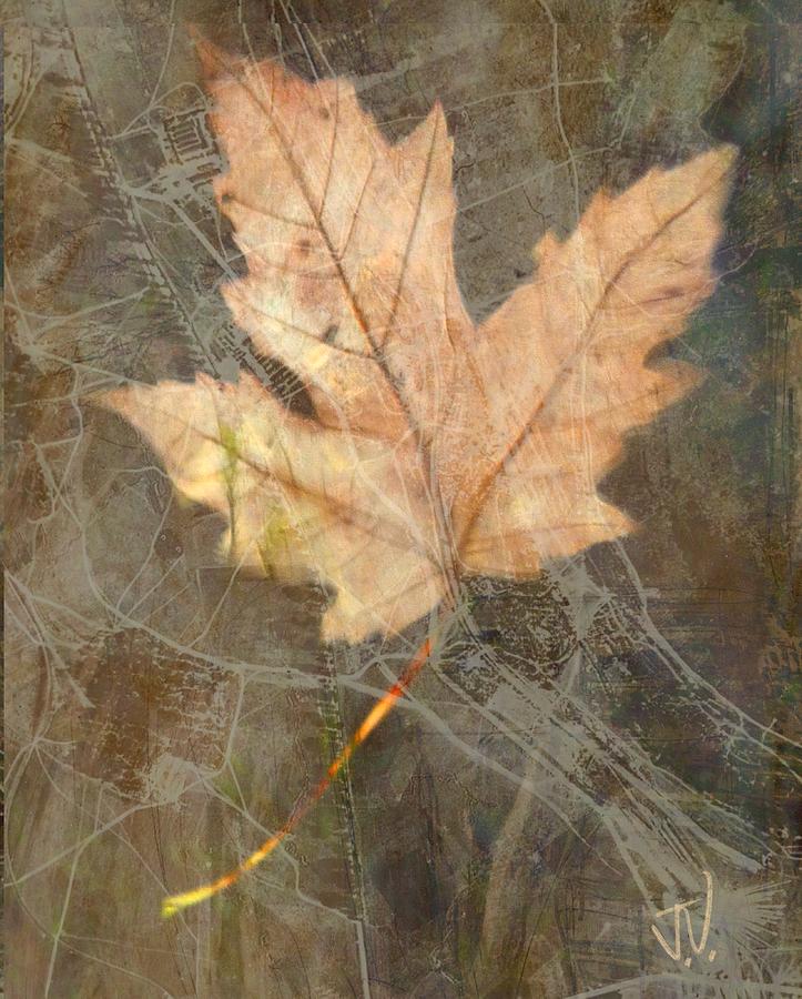 Maple Leaf II Photograph by Jim Vance