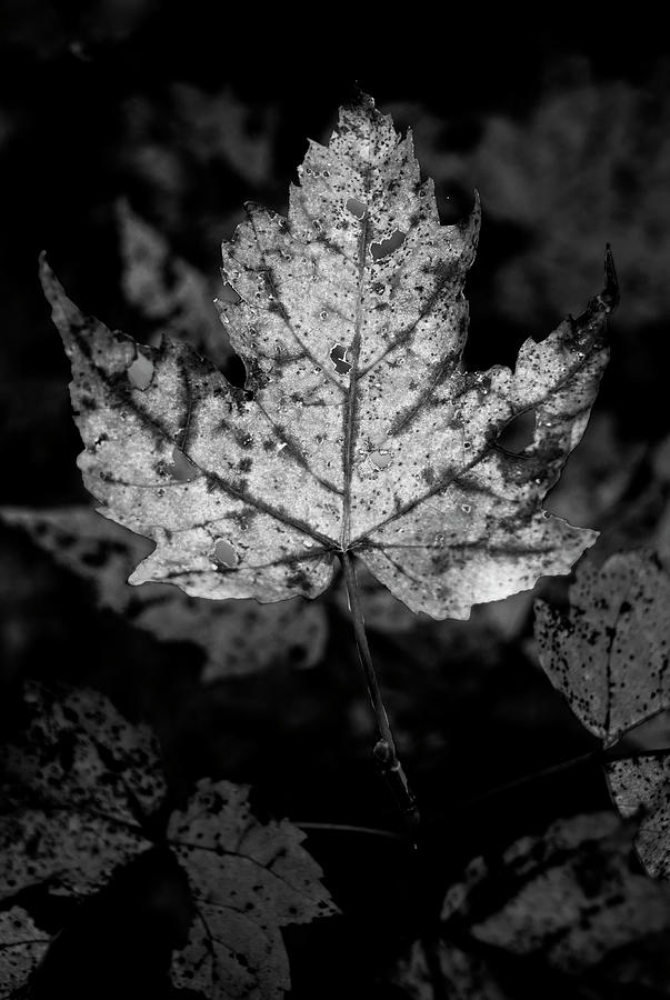 Maple Leaf In Black and White Photograph by Greg and Chrystal Mimbs ...