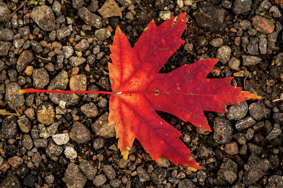 Maple Leaf Photograph by Jay Stockhaus