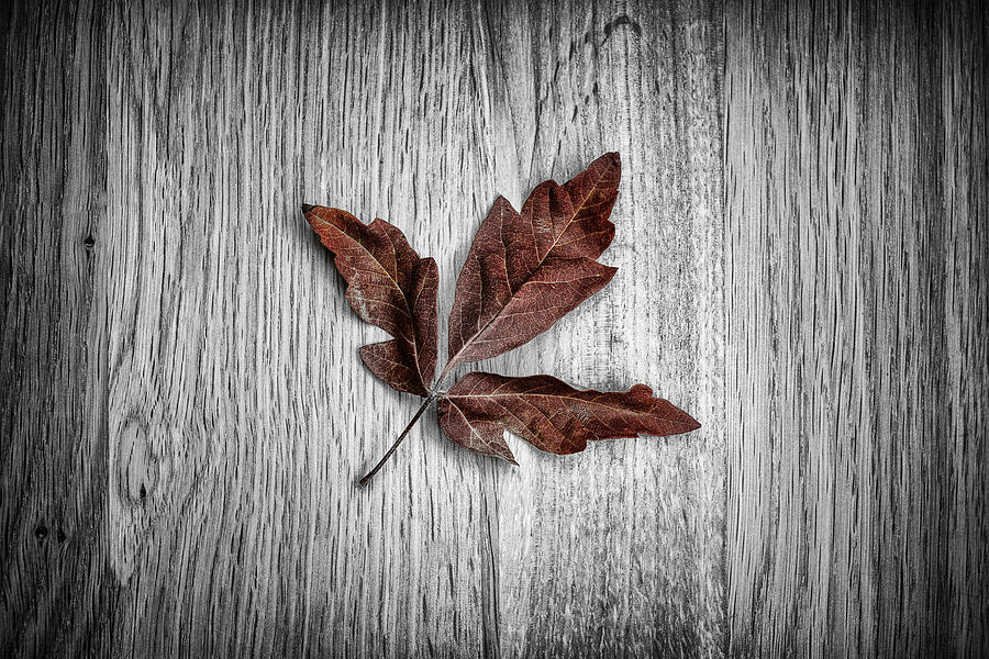 Maple Leaf Photograph by Nigel R Bell