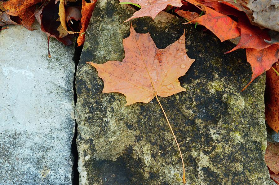 Maple Leaf On A Rock Photograph by Lyle Crump