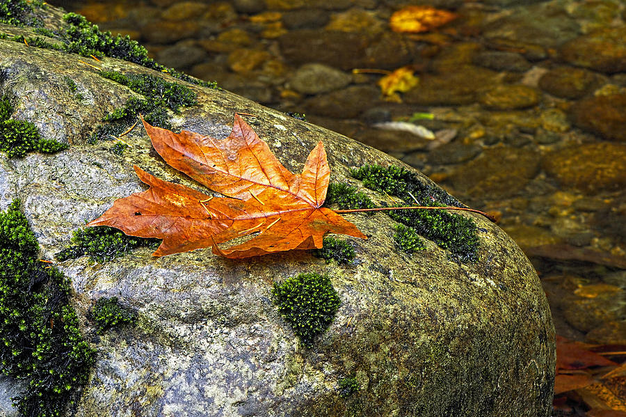 Maple Leaf on a Rock Photograph by Sharon Talson