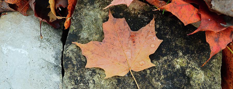 Maple Leaf On A Rock Three  Digital Art by Lyle Crump