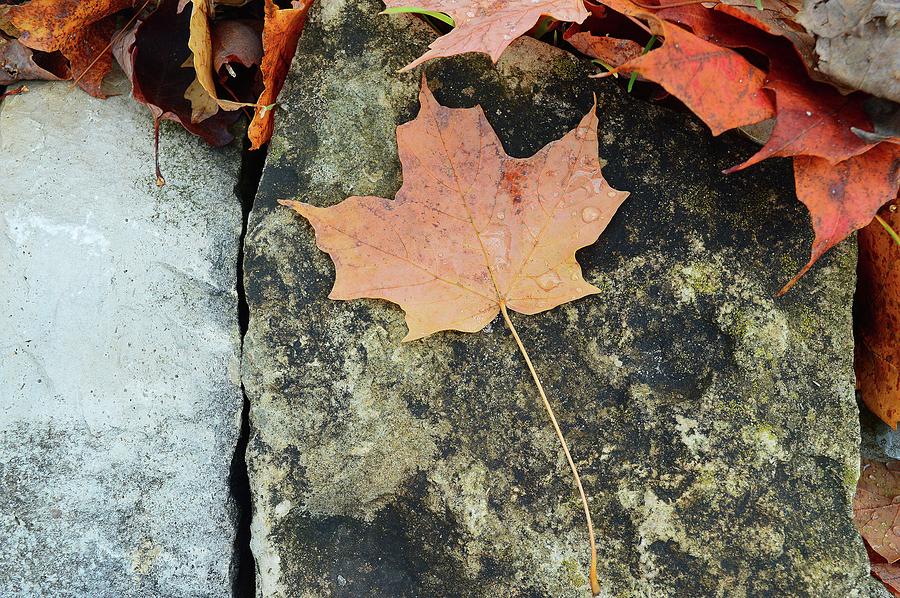 Maple Leaf On A Rock Two  Digital Art by Lyle Crump