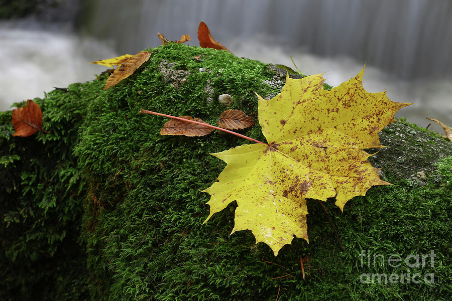 Maple leaf on boulder covered with moss Photograph by Michal Boubin