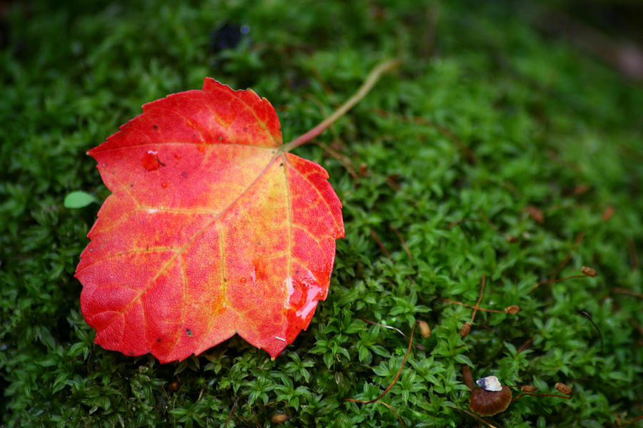 Maple Leaf on Moss Photograph by Brook Burling