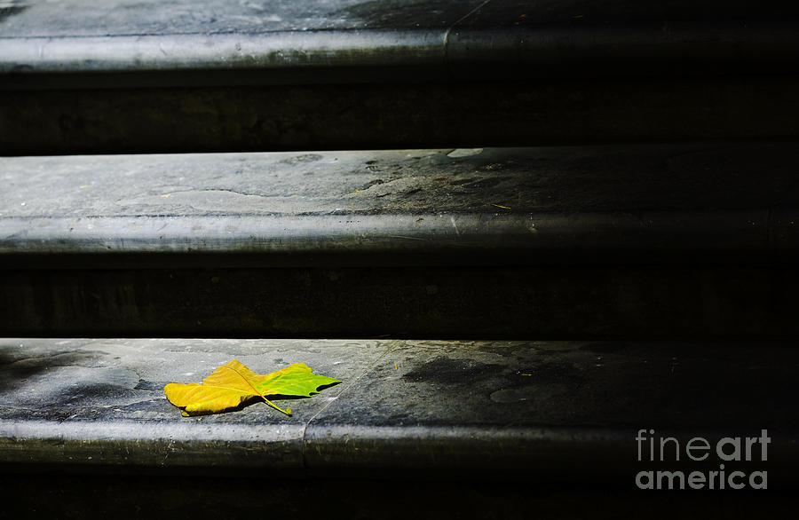 Maple leaf on step Photograph by Sheila Smart Fine Art Photography