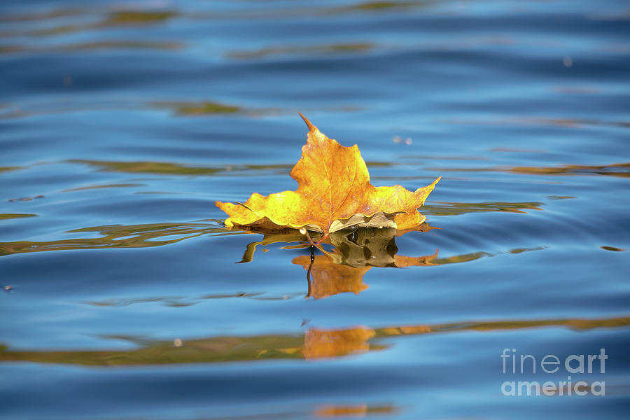 Maple Leaf on the Lake Photograph by Cheryl Baxter