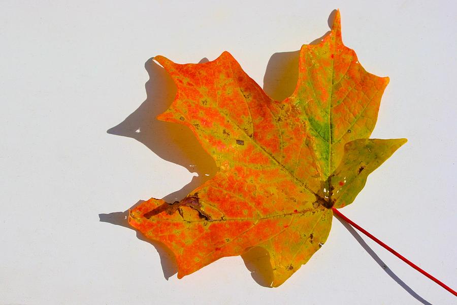 Maple Leaf Portrait Photograph by Polly Castor