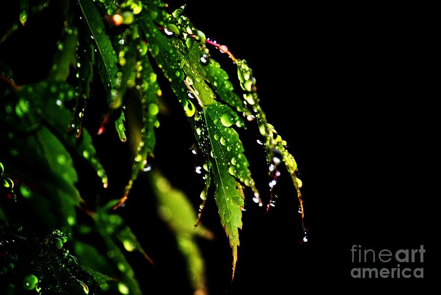 Maple leaf rain Photograph by Frank Larkin