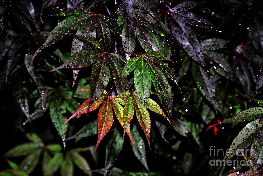 Maple leaf rain II Photograph by Frank Larkin