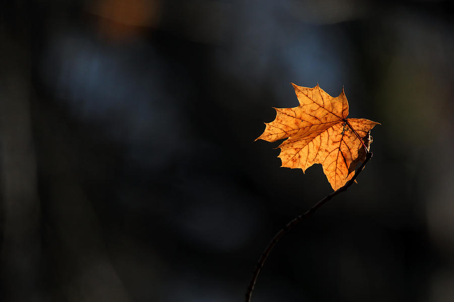 Maple Leaf Setauket New York Photograph by Bob Savage