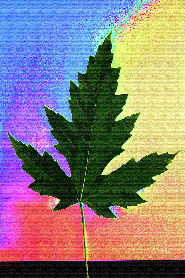 Maple Leaf Summer And Fall Digital Art by Tom Janca