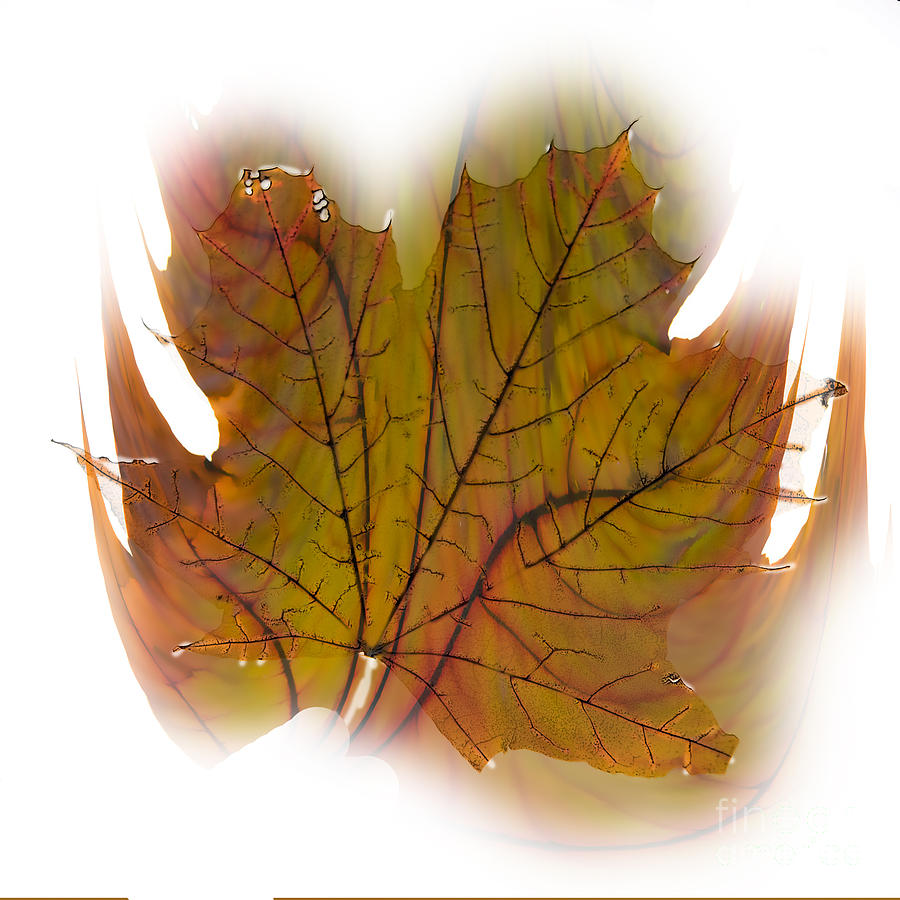 Abstract Photograph - Maple Leaf Whimsy by Donna Sizemore